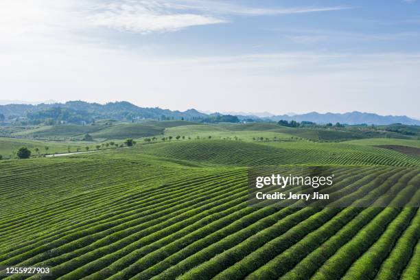 mountain and tea plantation - farm ストックフォトと画像