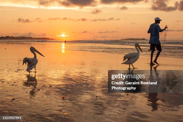 fisherman & pelicans at sunset - senegal fisherman stock pictures, royalty-free photos & images