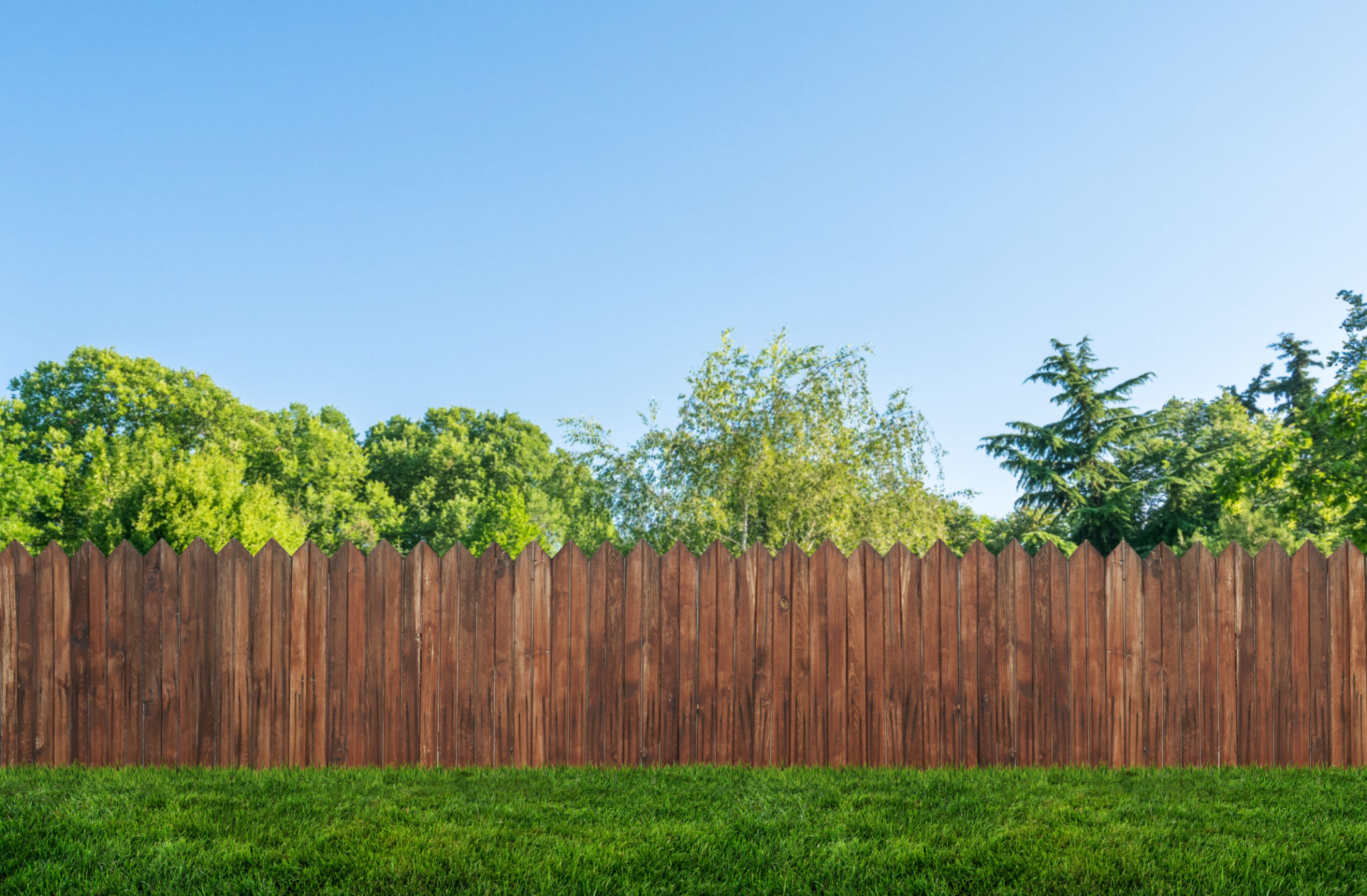backyard privacy
