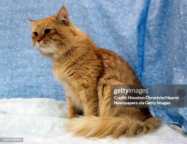 Siberian cat during the 59th Annual Charity Cat Show at the George R. Brown Convention Center Saturday, Aug. 27 in Houston.