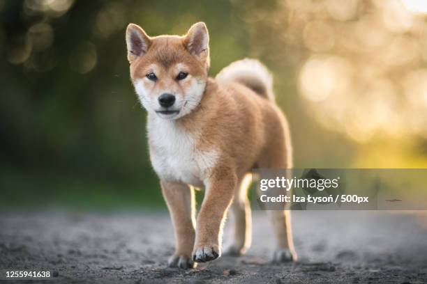 portrait of shiba inu puppy, krakow, poland - shiba inu fotografías e imágenes de stock