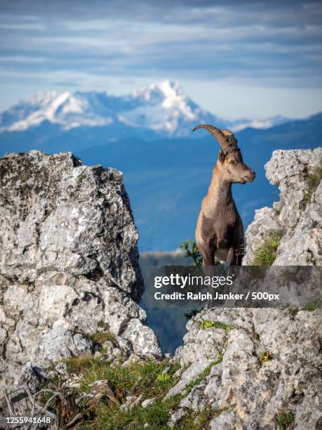 young ibex standing on a rock, bavaria, germany - steenbok geit stockfoto's en -beelden