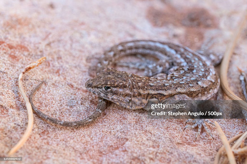 Close up view of Sagebrush Lizard, Summerlin South, USA