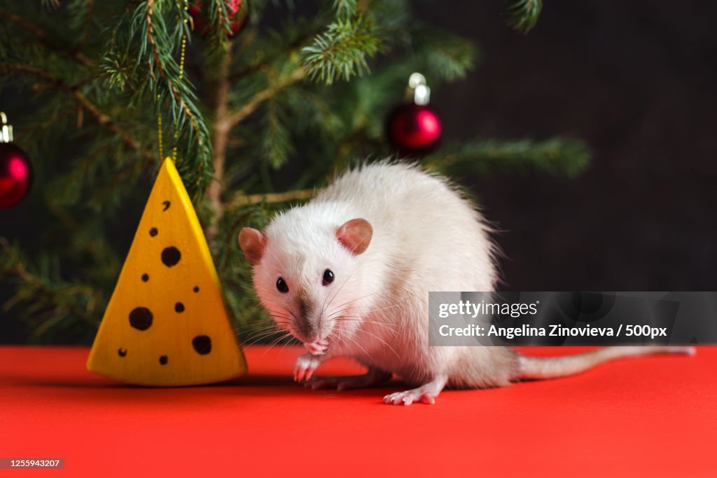 Rat next to slice of fake cheese with Christmas tree in the background