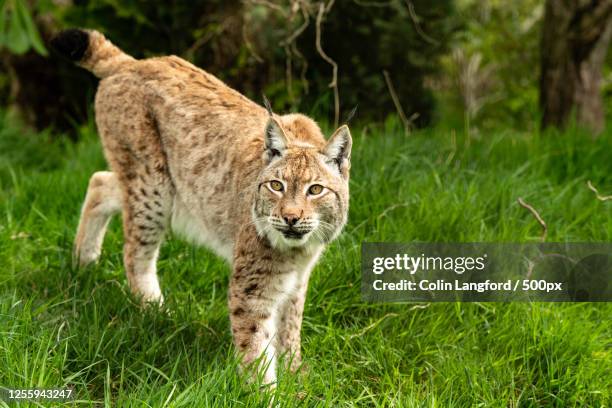 close up view of a eurasian lynx, headcorn, uk - eurasian lynx stock-fotos und bilder