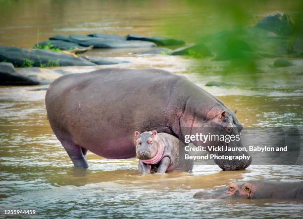 cute mother with baby hippo in mara river, kenya - hippopotamus stock pictures, royalty-free photos & images