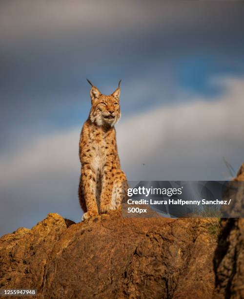 close up portrait of sitting eurasian lynx (lynx lynx) - lince eurasiático fotografías e imágenes de stock