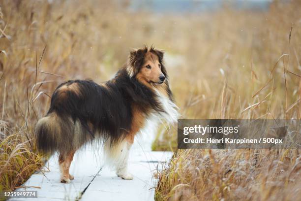 sheltie (canis lupus familiaris) on wooden path, vaala, finland - shetland sheepdog stock pictures, royalty-free photos & images