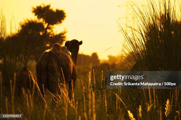 14 Behror Stock Photos, High-Res Pictures, and Images - Getty Images