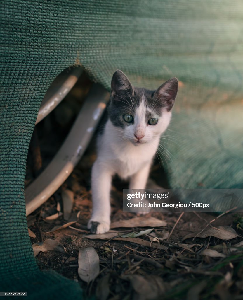 Portrait of young cat, Ayia Napa, Republic Of Cyprus