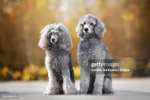 two standard poodles sitting on road - caniche photos et images de collection