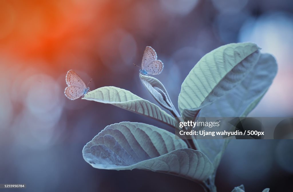 Butterflies on leaf