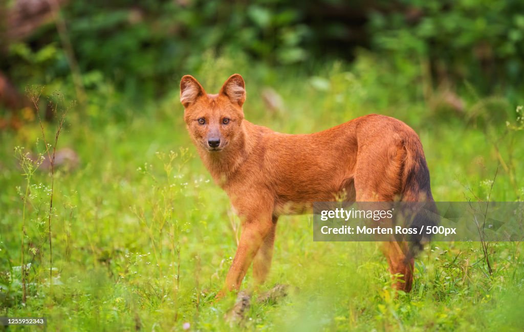 Wild dog in green meadow