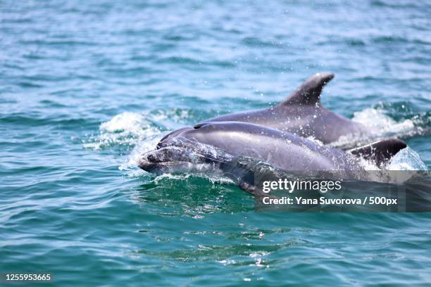 close up of dolphins swimming in sea - distrikt setúbal stock-fotos und bilder