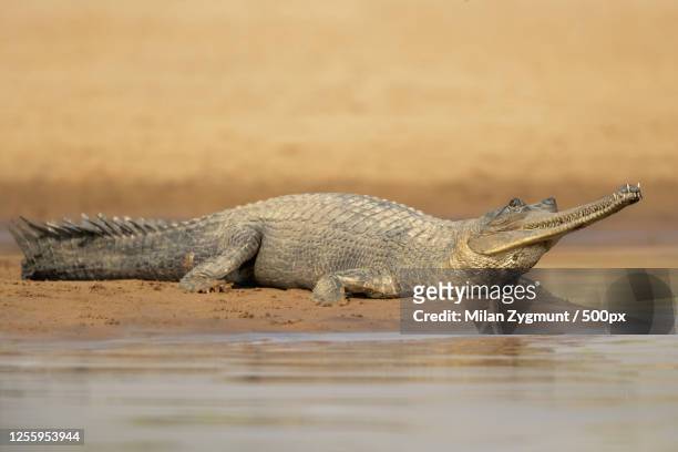 gharial (gavialis gangeticus) crocodile close to water - indian gharial stock pictures, royalty-free photos & images