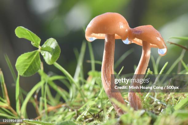 close up of wet mushrooms, la courtine, france - laccaria laccata stock pictures, royalty-free photos & images