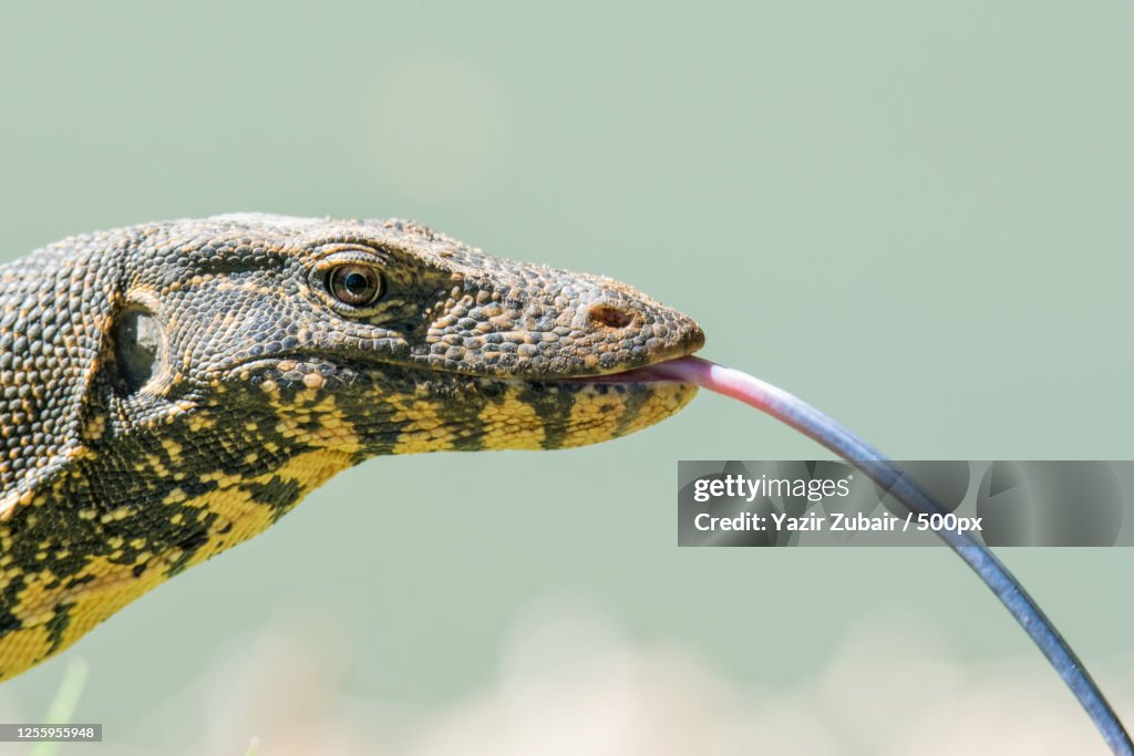 Close up of lizard sticking out tongue