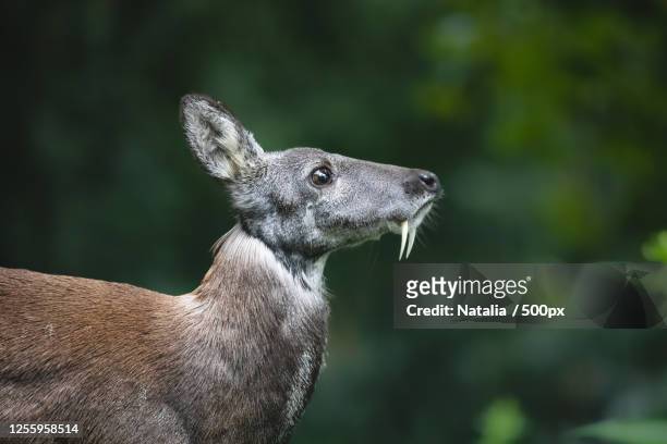 close up of siberian musk deer (moschus moschiferus) - moschus stock pictures, royalty-free photos & images
