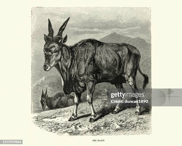 common eland (taurotragus oryx), savannah and plains antelope, africa - common eland stock illustrations