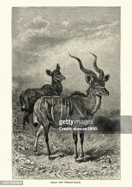 male and female greater kudu (tragelaphus strepsiceros), woodland antelope - kudu stock illustrations