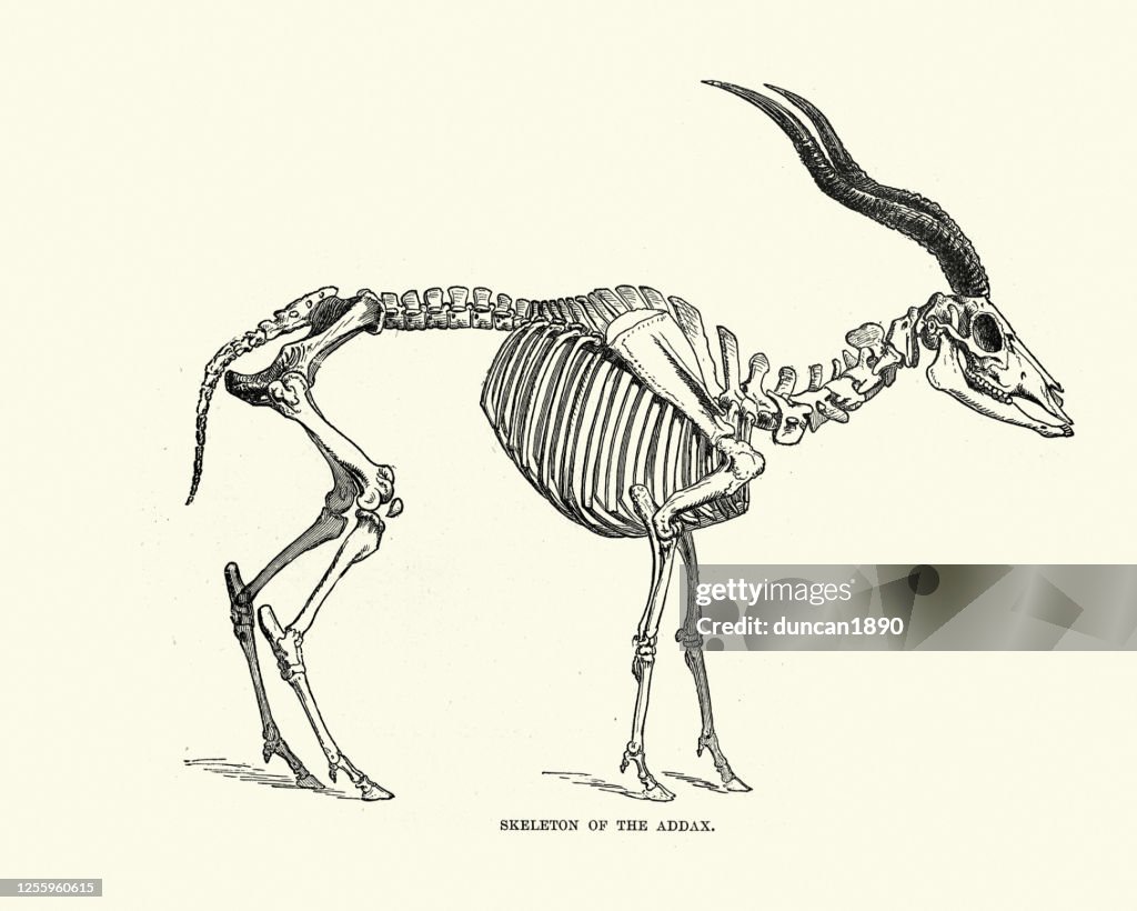 Skeleton of the addax (Addax nasomaculatus), white antelope