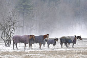 Horses Enveloped in Fog