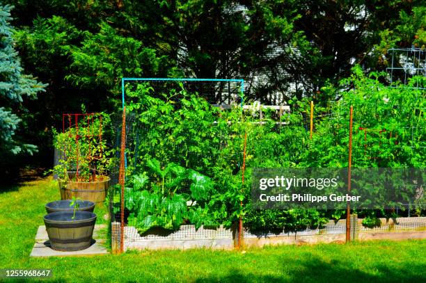 vegetable garden in pennsylvania - summer squash garden stock pictures, royalty-free photos & images