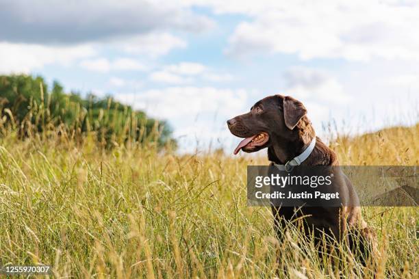 portrait of a chocolate labrador in the countryside - hund stock-fotos und bilder