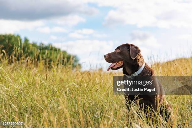 portrait of a chocolate labrador in the countryside - halsband stockfoto's en -beelden