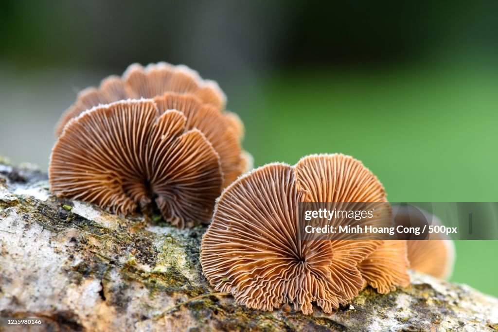 Close-up of Schizophyllum commune mushrooms growing on tree trunk