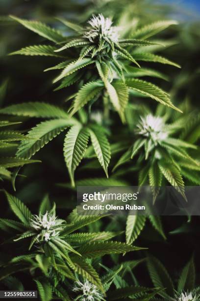 big green leaves of marijuana - hemp stock pictures, royalty-free photos & images