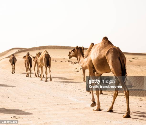 camel walking in the desert - corcunda imagens e fotografias de stock