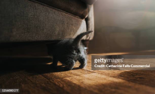 fluffy grey kitten crawls under a sofa, showing his tiny little tail and rear end. - cute bums stockfoto's en -beelden
