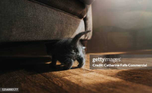 fluffy grey kitten crawls under a sofa, showing his tiny little tail and rear end. - hairy bum 個照片及圖片檔