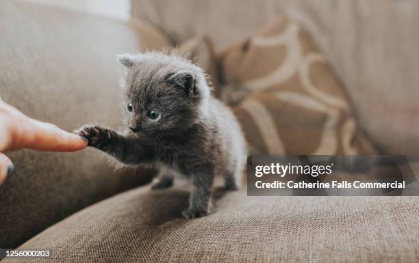 fluffy grey kitten reaching out to touch a human finger with its paw - cat litter stock pictures, royalty-free photos & images