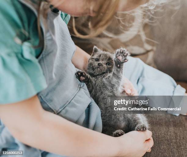 little girl with a young fluffy grey kitten - cuddling animals stock-fotos und bilder