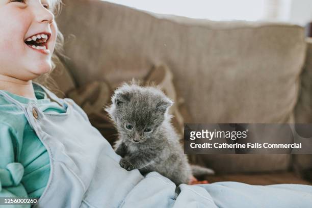 little girl laughing as grey kitten sits on top of her. - pet insurance stock-fotos und bilder