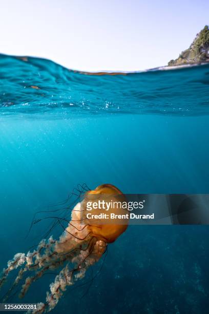 pacific sea nettle (chrysaora fuscescens) split view - sea nettle jellyfish stockfoto's en -beelden