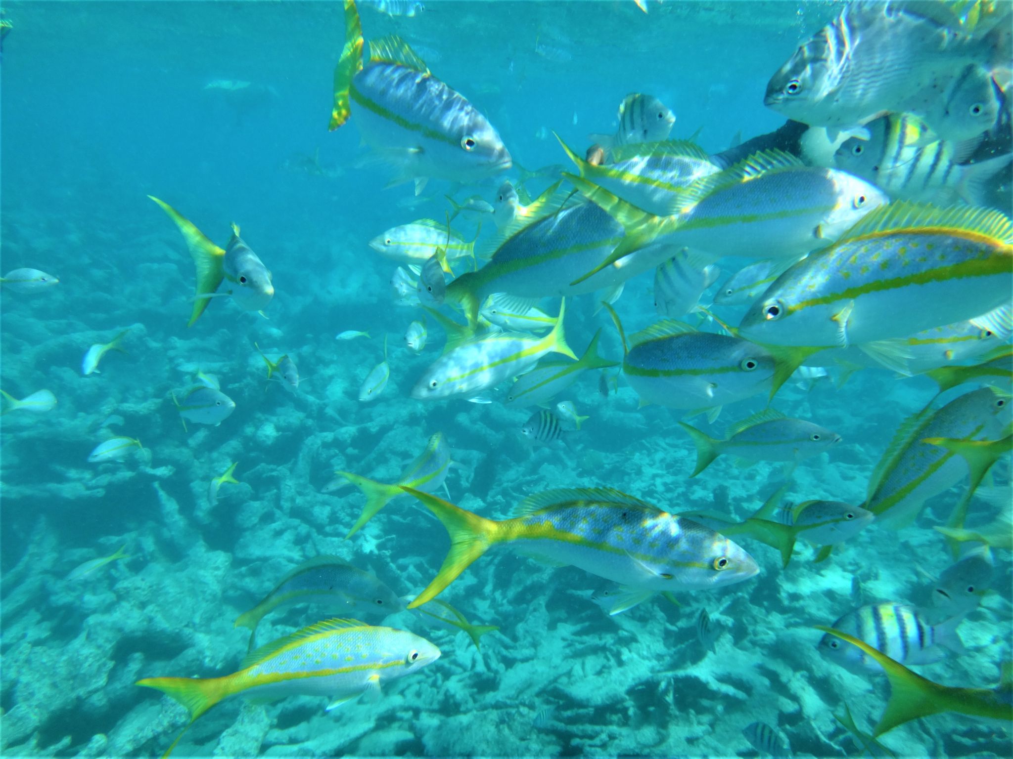 antigua coral reef
