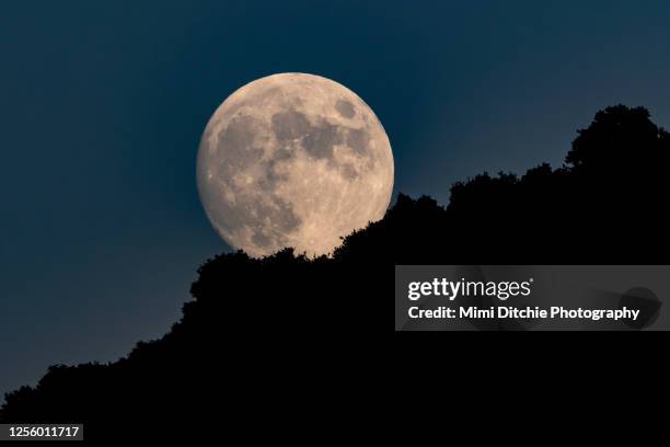 full moon rising above the trees - full moon stock pictures, royalty-free photos & images