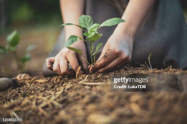 Growth Stages