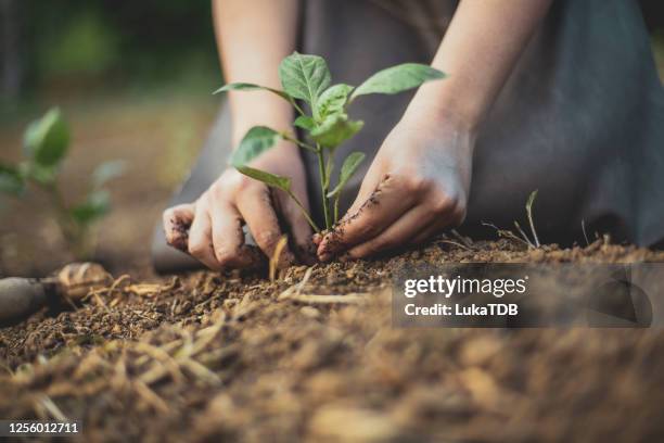 ready to move to a new home! - gardening hands stock pictures, royalty-free photos & images