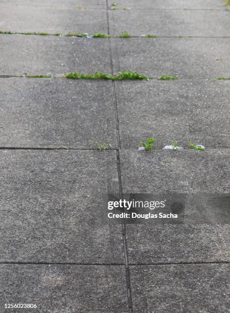 concrete driveway with weeds growing from the expansion joints - uncultivated stock pictures, royalty-free photos & images
