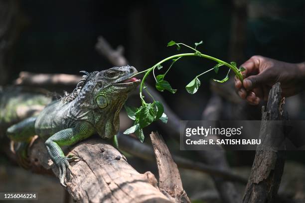 Worker feeds a Green Iguana on a hot summer day at the Snake Park in Chennai on May 19, 2023.