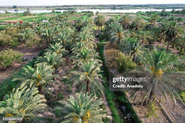 View of date palm fields within new tree planting projects carried out in order to increase date production as the second source of income after oil...