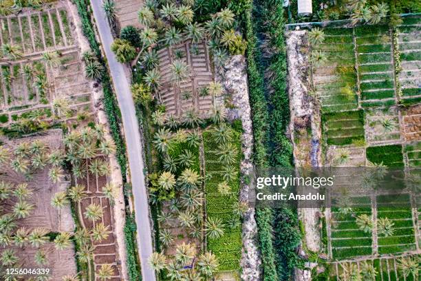 View of date palm fields within new tree planting projects carried out in order to increase date production as the second source of income after oil...