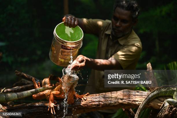 Worker sprays water on a Green Iguana on a hot summer day at the Snake Park in Chennai on May 19, 2023.