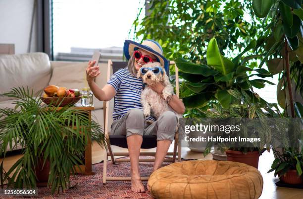 senior woman with dog relaxing and taking selfie indoors at home, lockdown concept. - vacations covid stock pictures, royalty-free photos & images