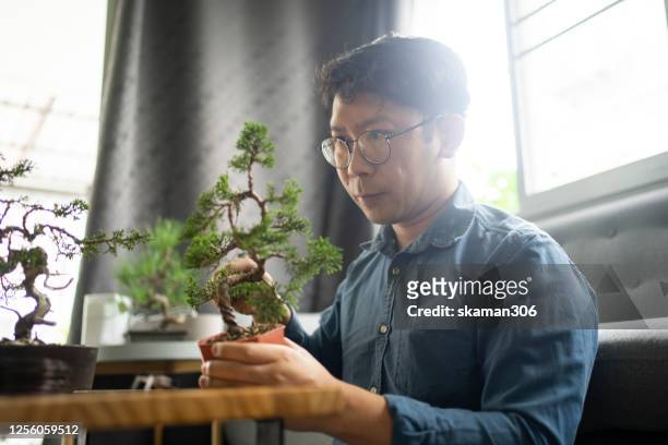 young asian craftman pruning  bonsai tree hobby at home and stay home for covid-19 (coronavirus)outbreak - bonsai tree office stock pictures, royalty-free photos & images