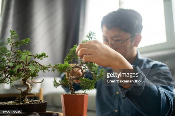young asian craftman pruning  bonsai tree and feeling enjoy hobby at home and stay home for covid-19 (coronavirus)outbreak - bonsai tree office stock pictures, royalty-free photos & images